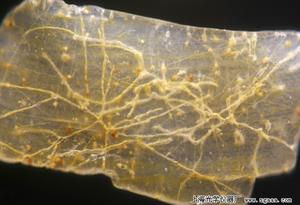 �@΢�R�µİ������հ�ɳ���ϵ�ɳ��